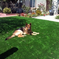 Faux Grass Key Biscayne, Florida Lawns, Dogs Park