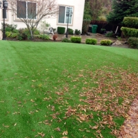 Grass Carpet Pembroke Park, Florida Landscape Design, Backyard