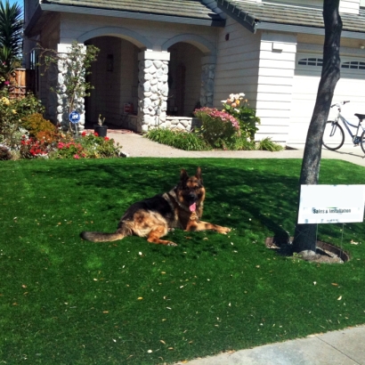 Fake Grass Carpet Miami Gardens, Florida Landscaping, Dogs Park