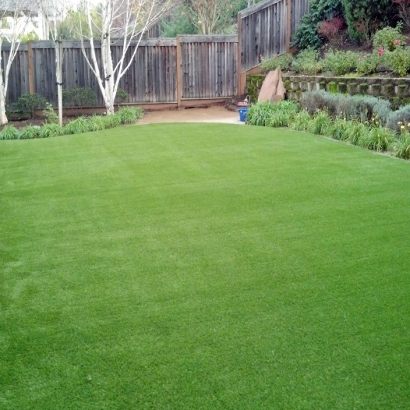 Grass Carpet Tice, Florida Lawn And Garden, Backyard Design