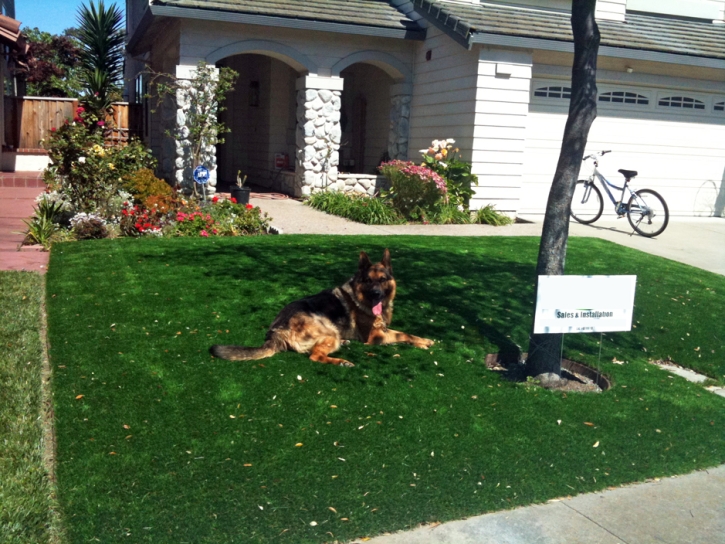 Fake Grass Carpet Miami Gardens, Florida Landscaping, Dogs Park