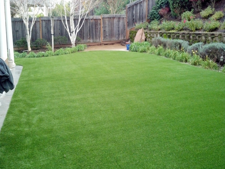 Grass Carpet Tice, Florida Lawn And Garden, Backyard Design