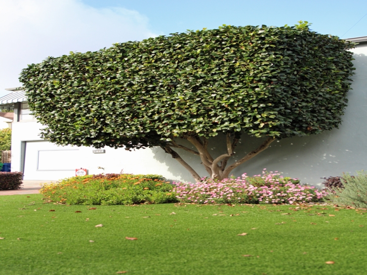 Grass Installation Belle Glade Camp, Florida Landscape Design, Front Yard